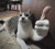 IMG_1005.gif
