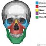 Maxilla