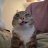 meowmeow33
